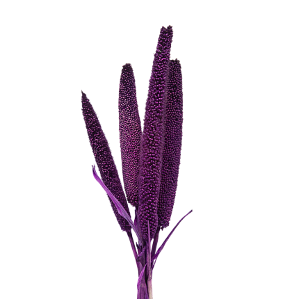 Африканское просо, фиолетовый цвет