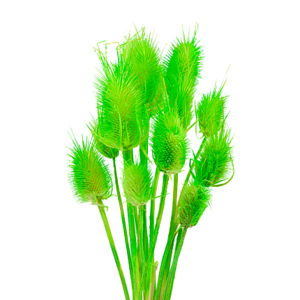 Ворсянка, цвет кислотный зеленый